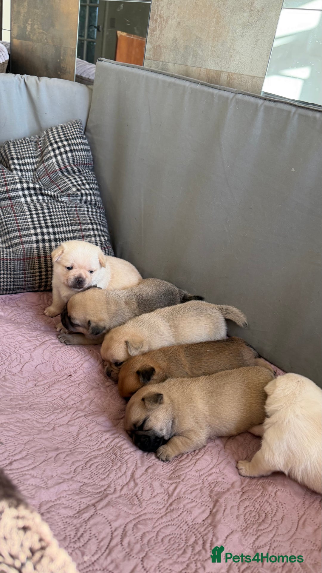 Mixed Breed dogs for sale: Adorable Pug x Pomeranian Puppies  - Image 30