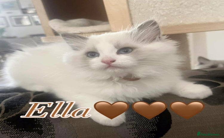 Ragdoll cats - Advert 4