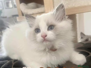 Ragdoll cats - Advert 1