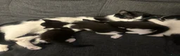 Mixed Breed cats for sale: Adorable Kitten Looking for a Loving Home - Advert 1
