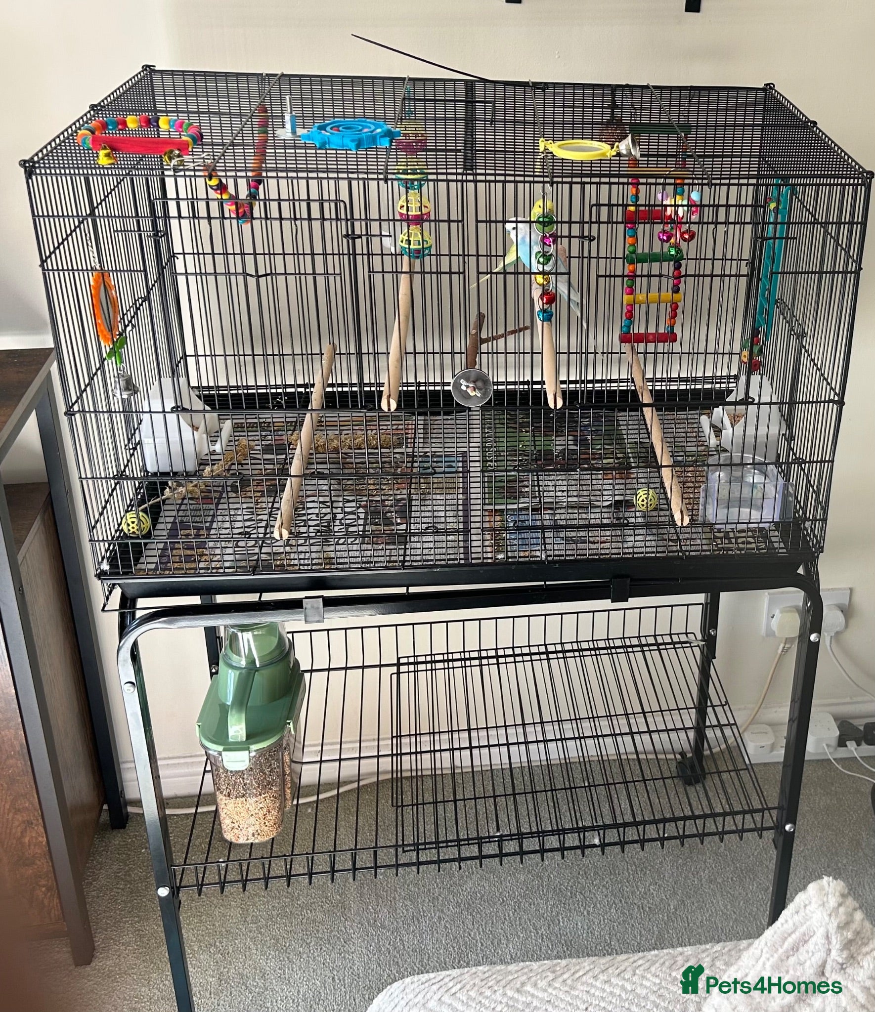 Budgerigars birds 2x budgies  - Advert 1