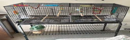 Budgerigars birds for sale: 2x budgies  in Broadway - Advert 1