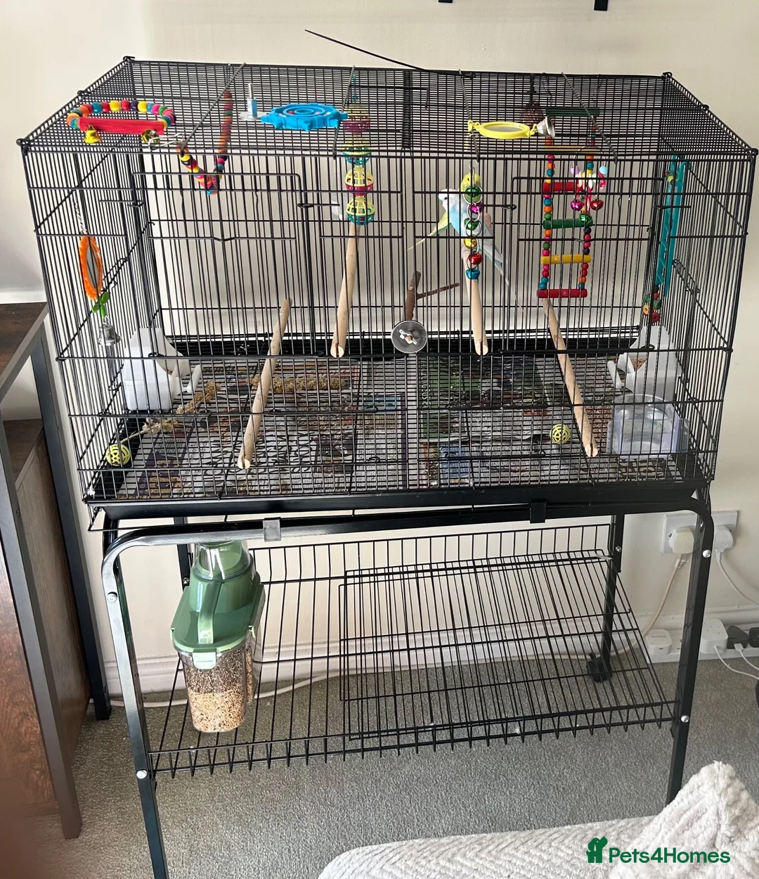 Budgerigars birds for sale: 2x budgies  in Broadway - Advert 1