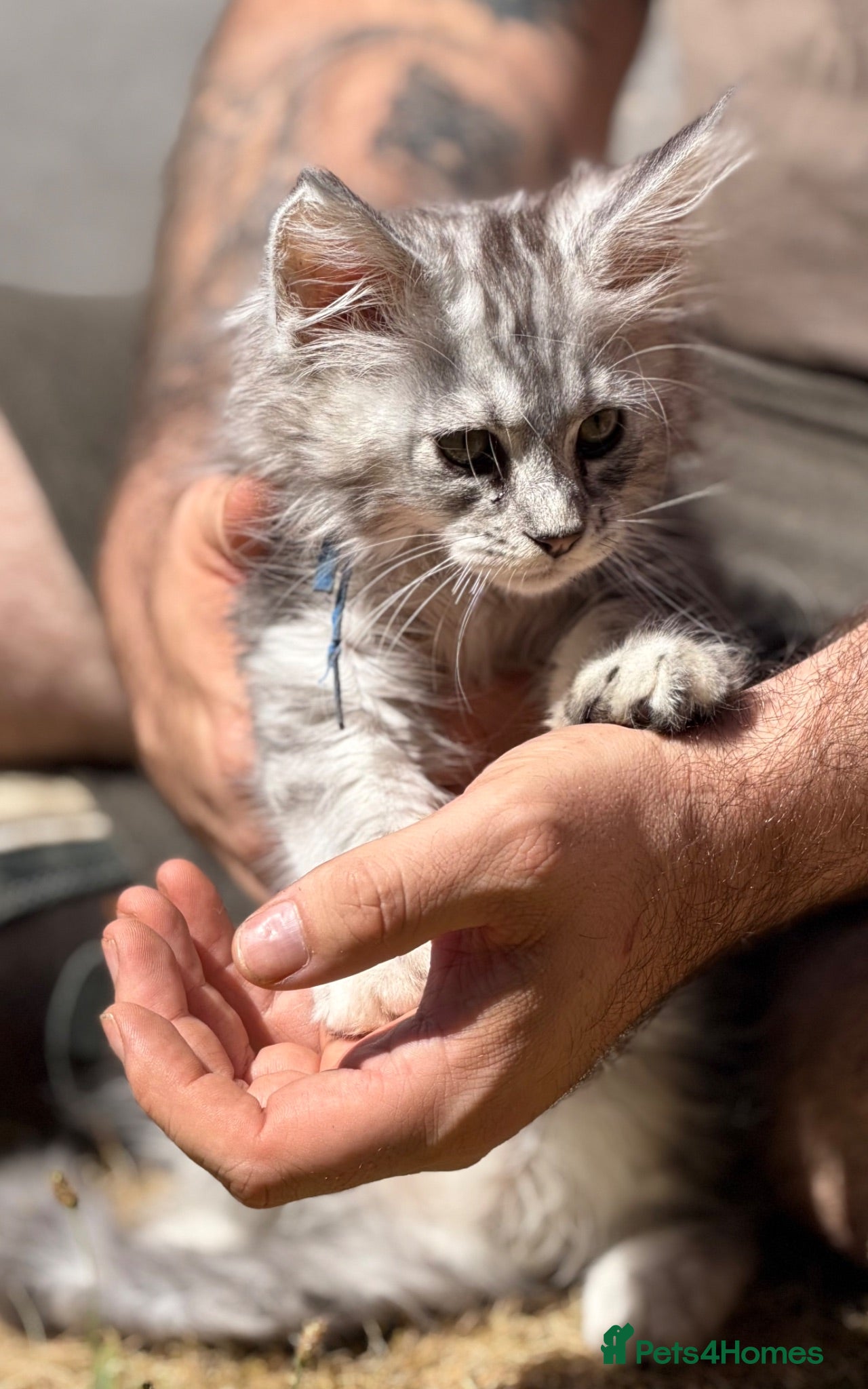 Maine Coon cats TICA reg mainecoon kittens - Advert 1
