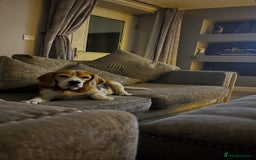 Beagle dogs for sale: 6 year old beagle for sale  - Image 1
