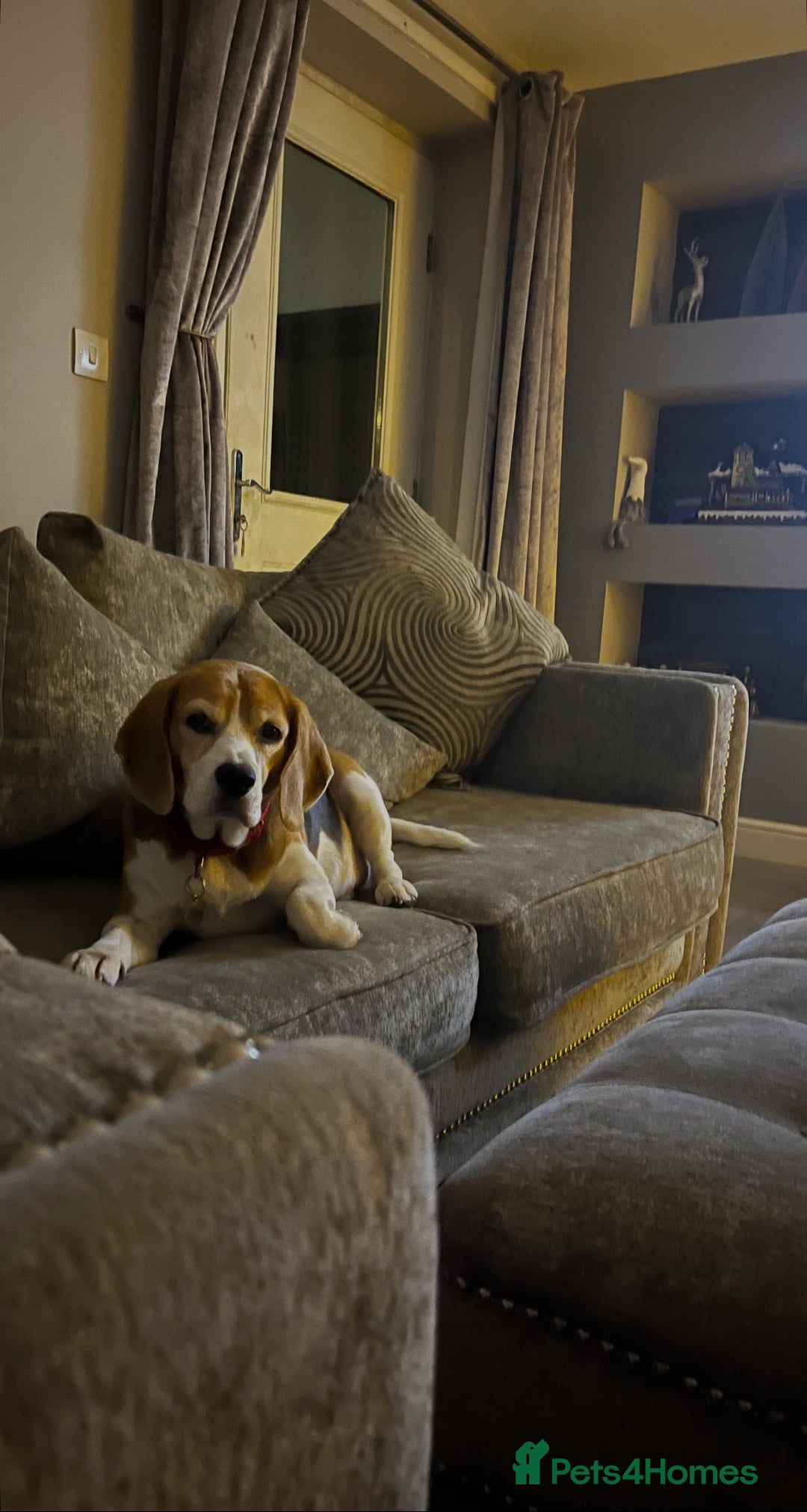 Beagle dogs for sale: 6 year old beagle for sale  - Image 1