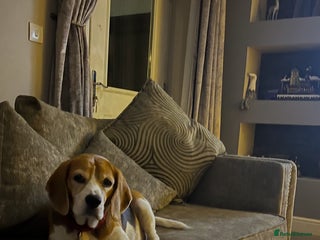 Beagle dogs - Advert 5