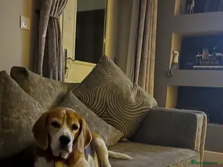 Beagle dogs 6 year old beagle for sale - Advert 1