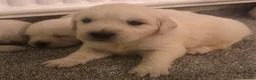 Golden Retriever dogs for sale: Super fluffy cream pups in Newark - Advert 15