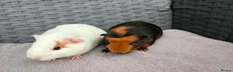 Guinea Pig rodents for sale: Sows and Trio of Boars  - Advert 11