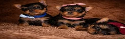 Yorkshire Terrier dogs for sale: True Mini Yorkie Puppies - Advert 10