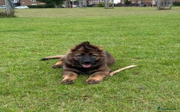 German Shepherd dogs for sale: 15 week old working line German Sheppard  - Image 9