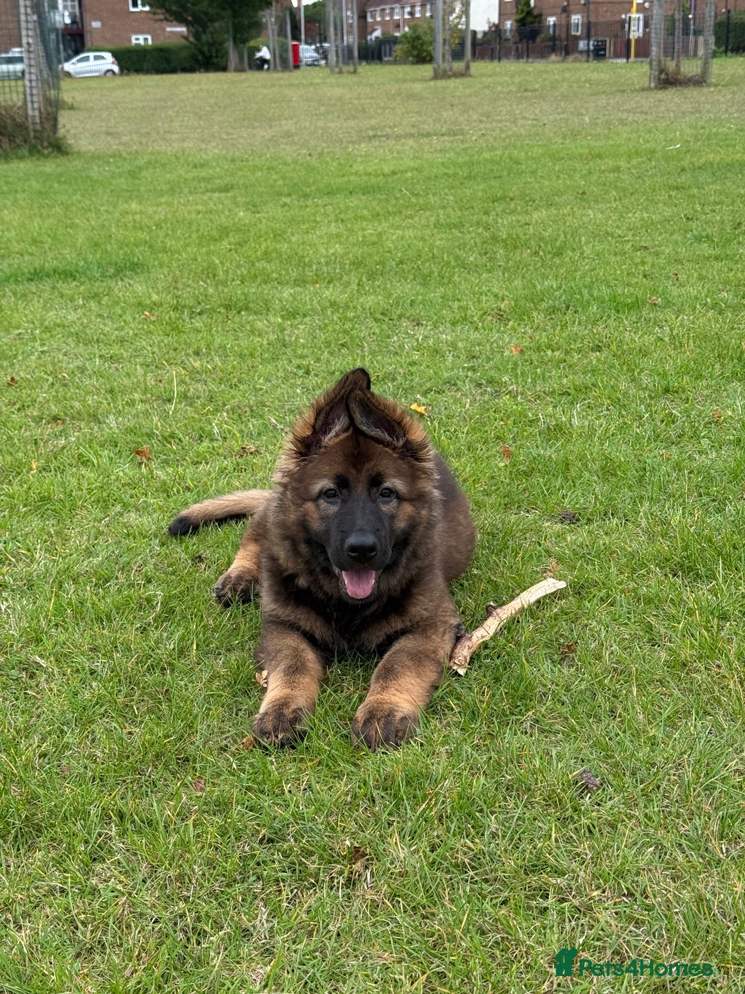 German Shepherd dogs for sale: 15 week old working line German Sheppard  - Image 9
