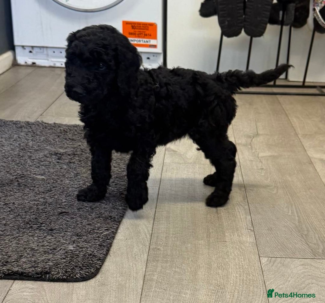 Labradoodle dogs for sale: F,1,B Standard labradoodles,READY FOR THERE HOMES  - Image 17