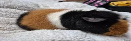 Guinea Pig rodents for sale: Pure breed Teddy - Advert 3