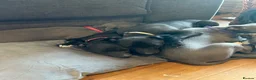Whippet dogs for sale: Summer’s lovely puppies  - Advert 3
