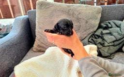 Italian Greyhound dogs for sale: 4 stunning Italian greyhound puppies  - Image 3