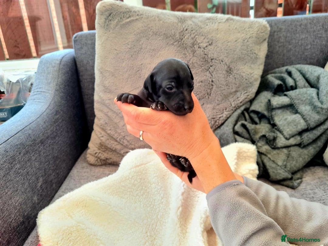 Italian Greyhound dogs for sale: 4 stunning Italian greyhound puppies  - Image 3