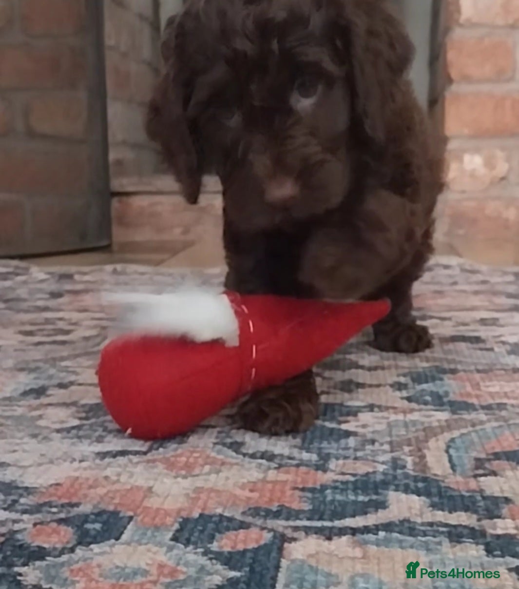 Cockapoo dogs Outstanding cockapoo puppies hereditary clear - Advert 1