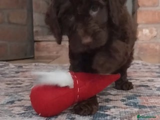 Cockapoo dogs Outstanding cockapoo puppies hereditary clear - Advert 2