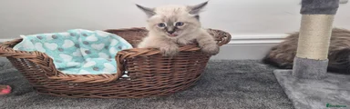 Siberian 1