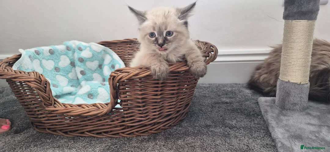 Siberian cats for sale: Beautiful Neva Masquerade kittens - Advert 2