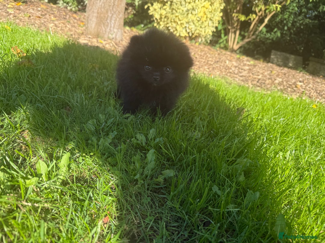 Pomeranian dogs for sale: 🧸🌈 Genuine Teddy Bear Poms Rainbow litter 🌈🧸 - Image 15
