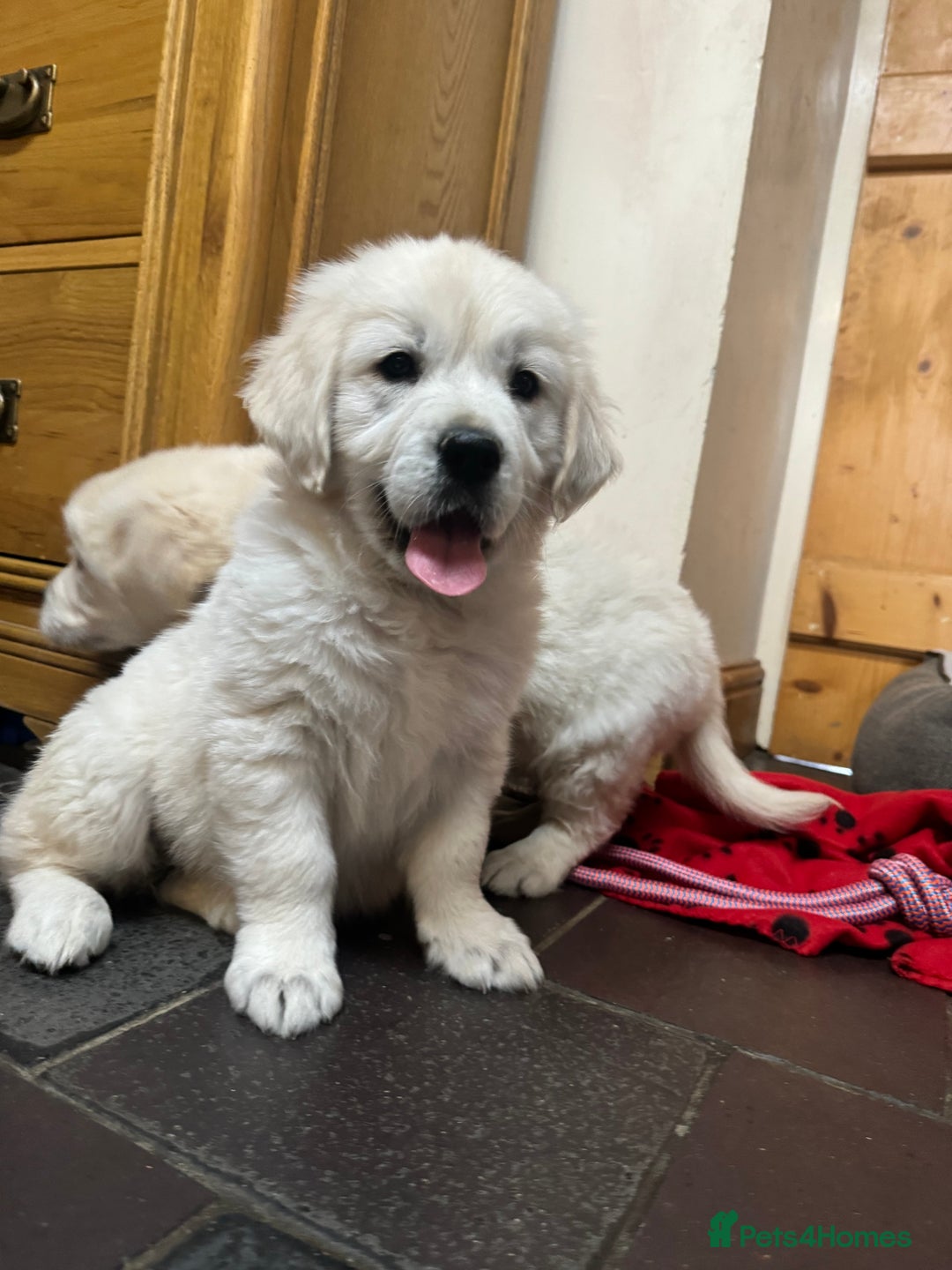 Golden Retriever dogs for sale: Out of DNA tested, kind & Champion bloodlines - Image 12