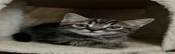 Mixed Breed cats for sale: 4 Adorable Mixed Breed kittens for sale  in Nottingham - Advert 5