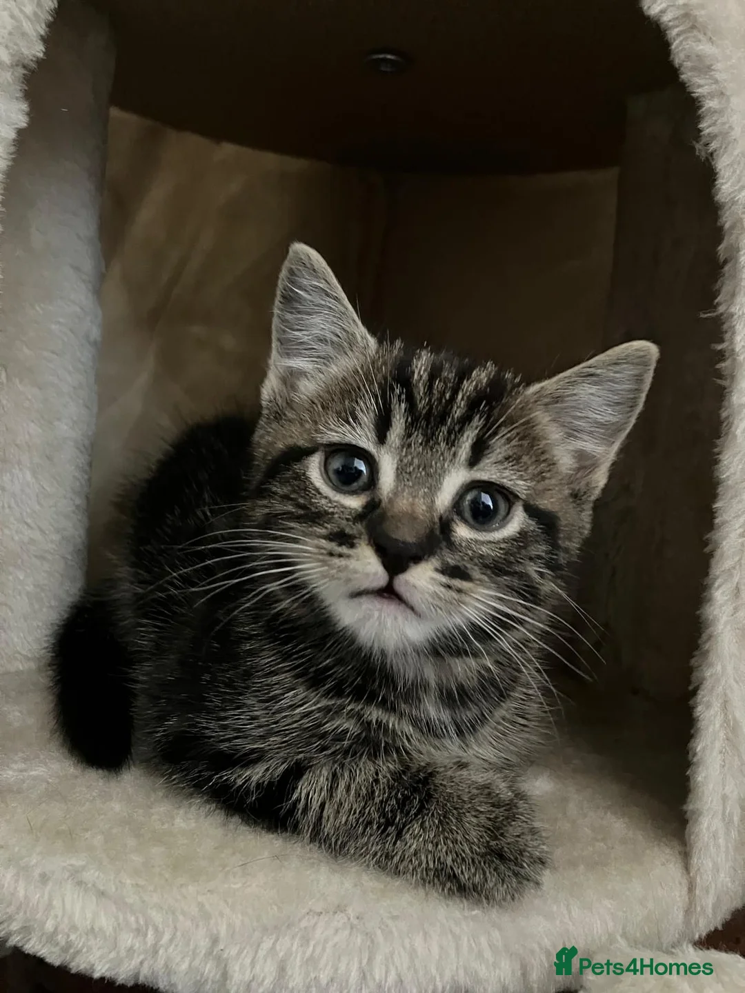 Mixed Breed cats for sale: 4 Adorable Mixed Breed kittens for sale  in Nottingham - Advert 5