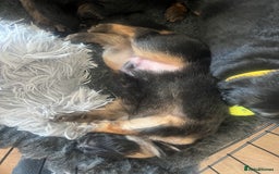 German Shepherd dogs for sale: 🏆quality KC registered long haired GSD pups🏆 - Image 13
