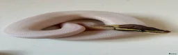 Python Snake reptiles for sale: Male fire Gene X pied royal python cb25  in Taunton - Advert 6