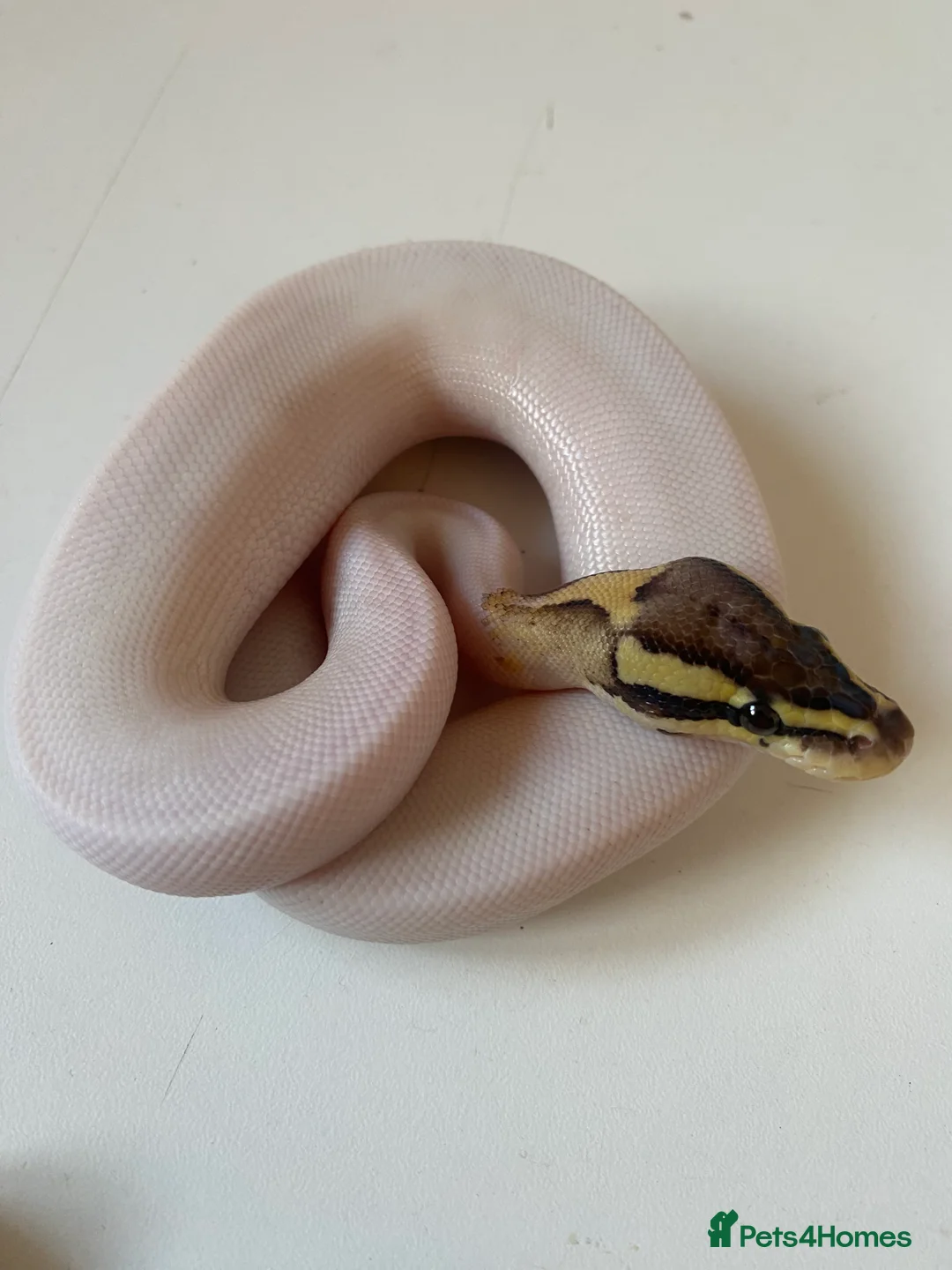 Python Snake reptiles for sale: Male fire Gene X pied royal python cb25  in Taunton - Advert 6
