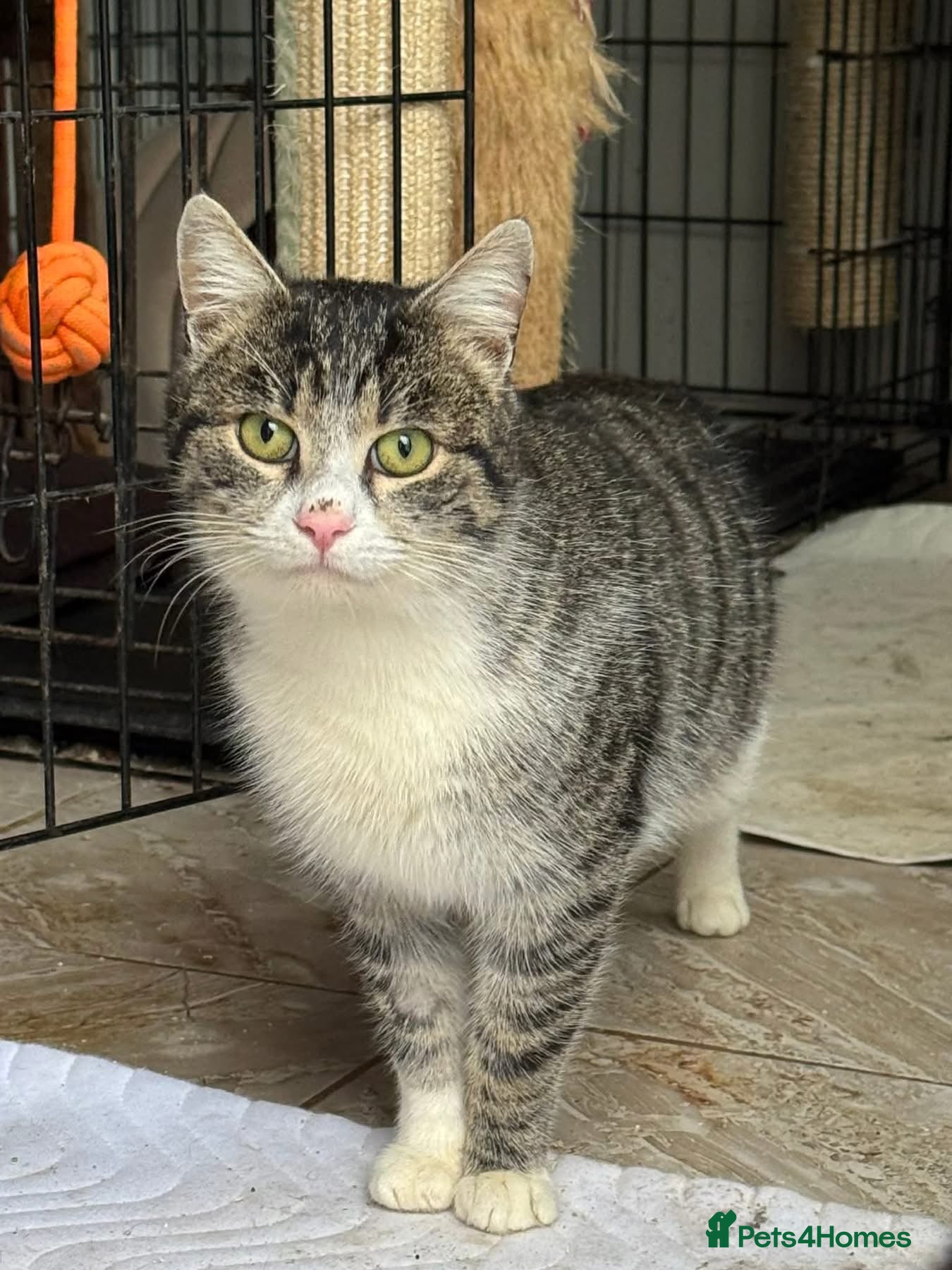 Mixed Breed cats Norman - Norwich Norfolk  - Advert 2