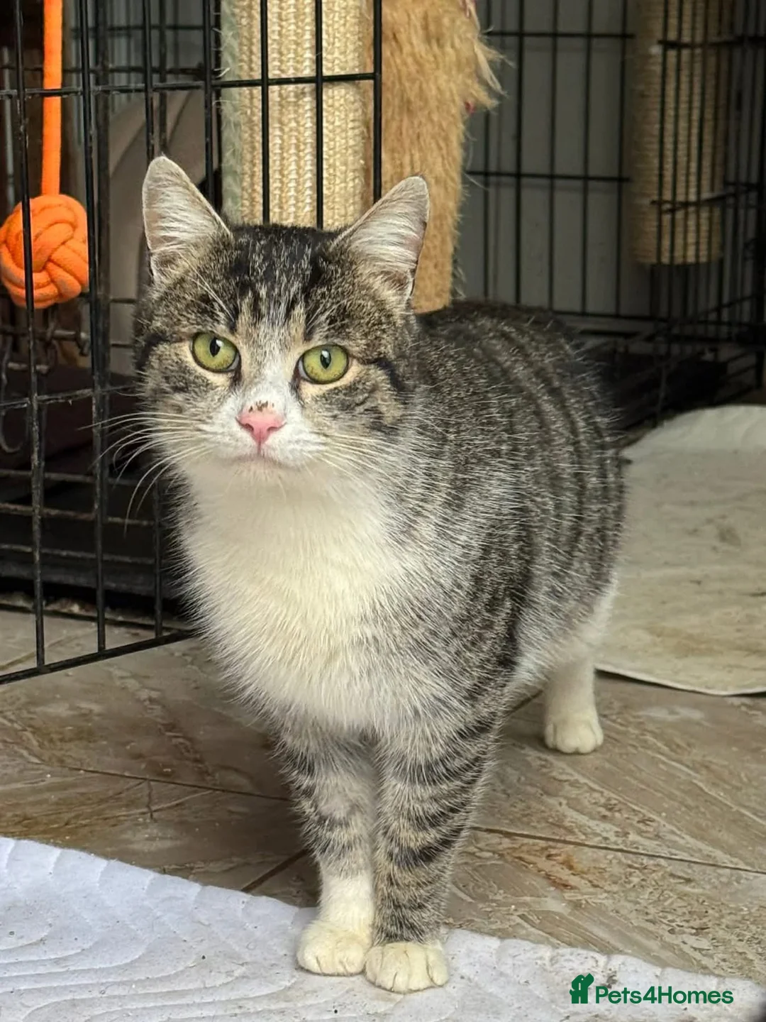 Mixed Breed cats for adoption: Norman - Norwich Norfolk  in Norwich - Advert 1