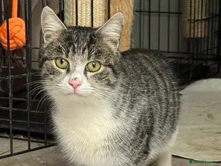 Mixed Breed cats Norman - Norwich Norfolk - Advert 2