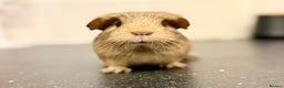 Guinea Pig rodents for sale: Single adult male and 2 female babies  - Advert 9