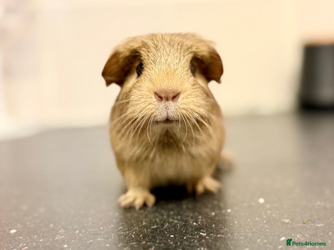 Guinea Pig rodents for sale: Single adult male and 2 female babies  - Advert 9