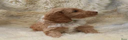 Cockapoo dogs for sale: FI CHAMPAGNE AND WHITE  MALE FROM 5* BREEDER - Advert 9