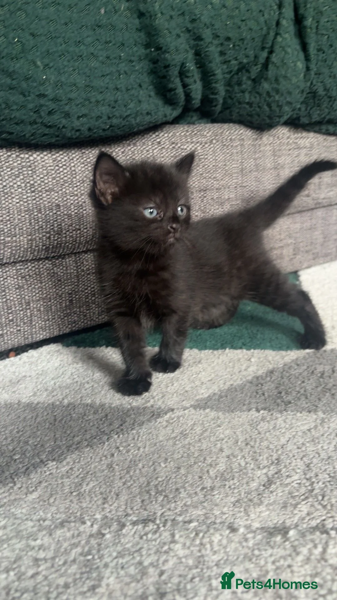Mixed Breed cats for sale: Litter of 3 beautiful kittens  - Advert 2