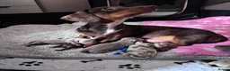 Miniature Dachshund dogs for sale: Miniature Dacshund Puppies  - Advert 11