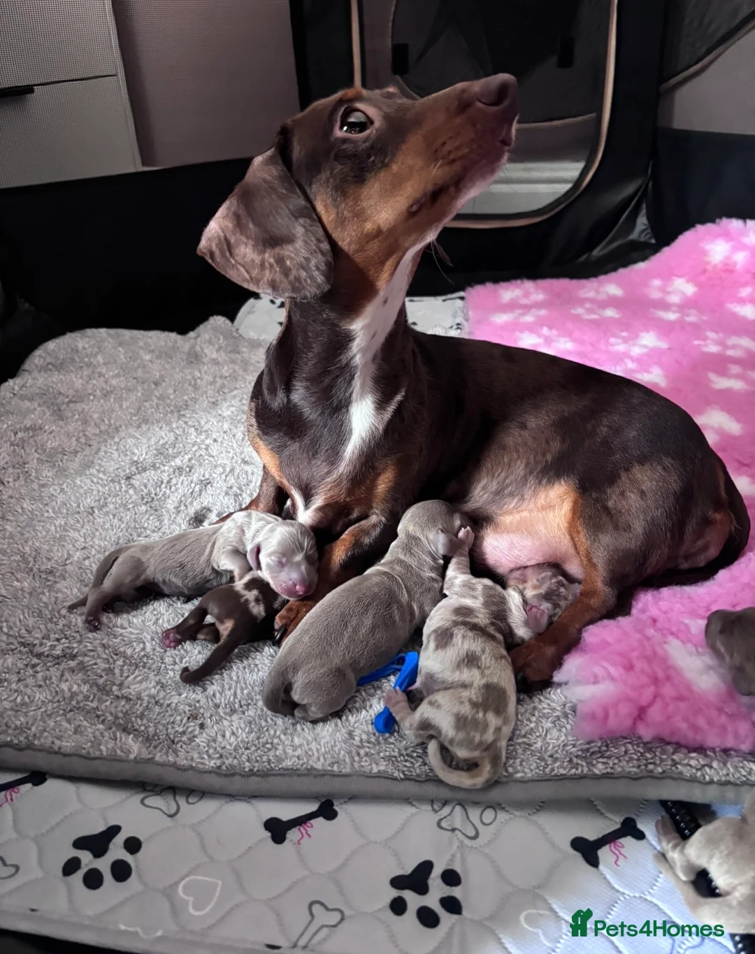 Miniature Dachshund dogs for sale: Miniature Dacshund Puppies  - Advert 11