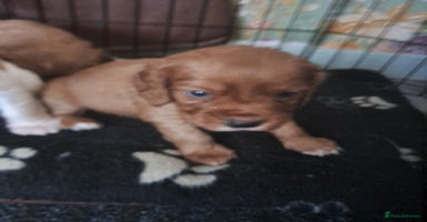 Cockalier dogs - Advert 9