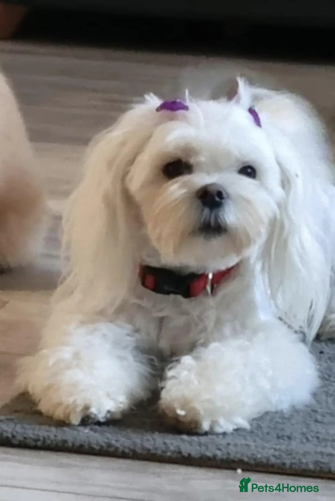 Maltipoo dogs for sale: Adorable very small maltipoo puppies 🐶❤️ - Advert 9