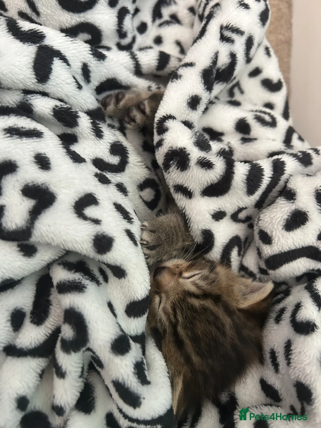 Mixed Breed cats for sale: Tabby kitten - girl  - Advert 2