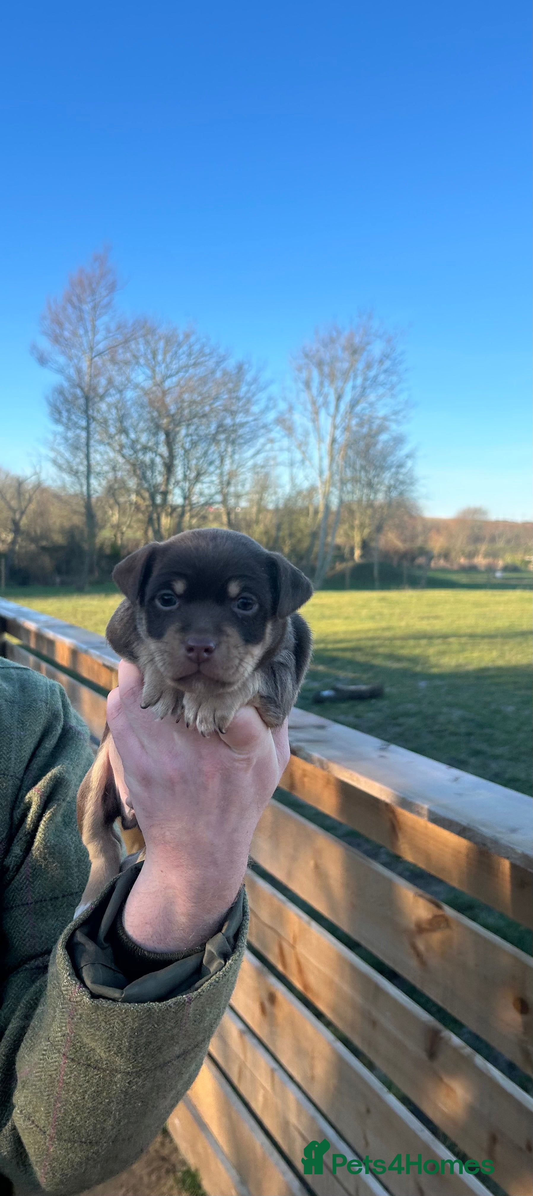 Jack Russell dogs Stunning Jack Russell puppies fr sale-all colours  - Advert 1