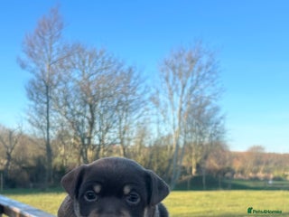 Jack Russell dogs Stunning Jack Russell puppies fr sale-all colours - Advert 1