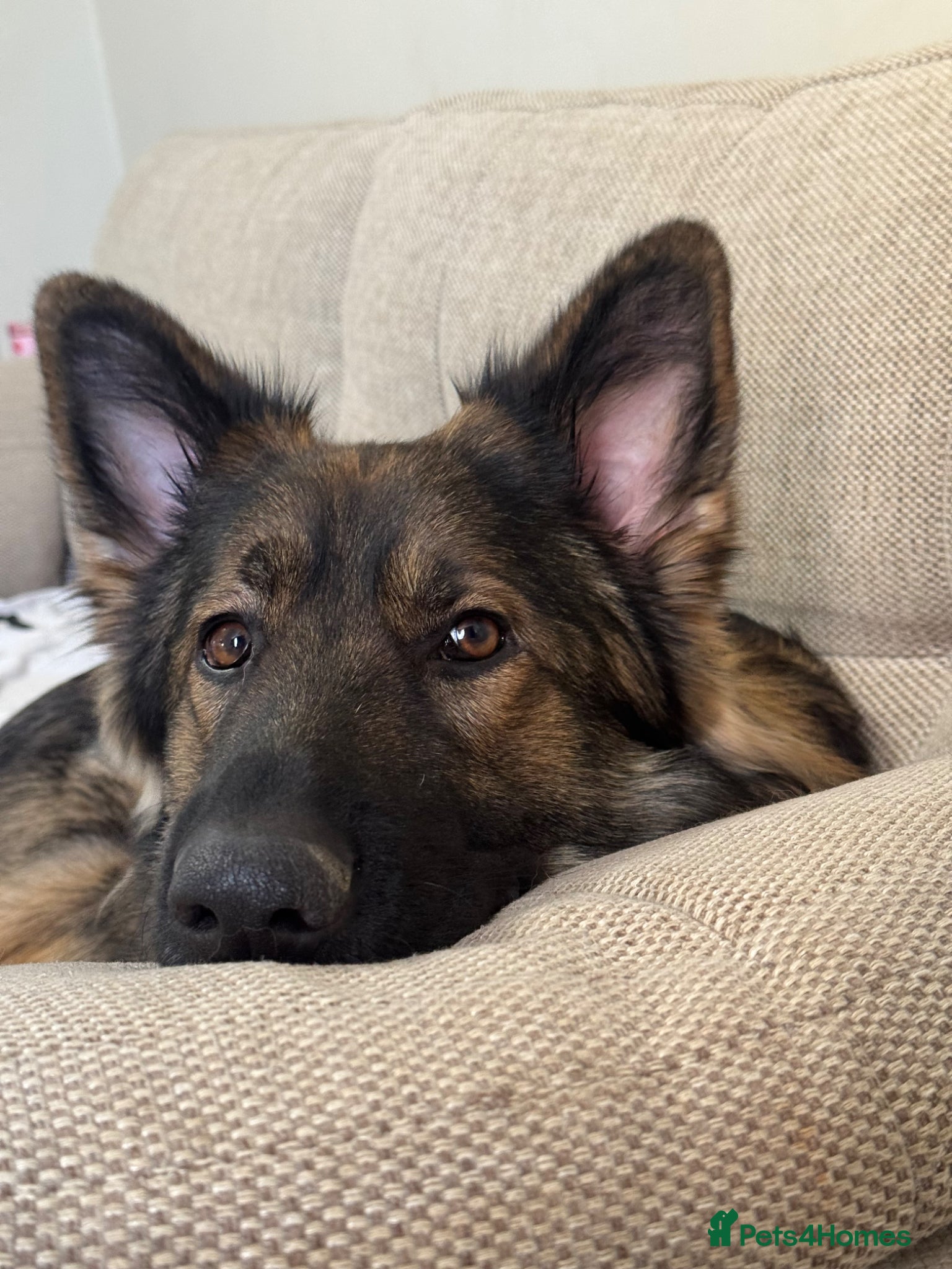 German Shepherd dogs Loki 2 year old German shepherd  - Advert 3