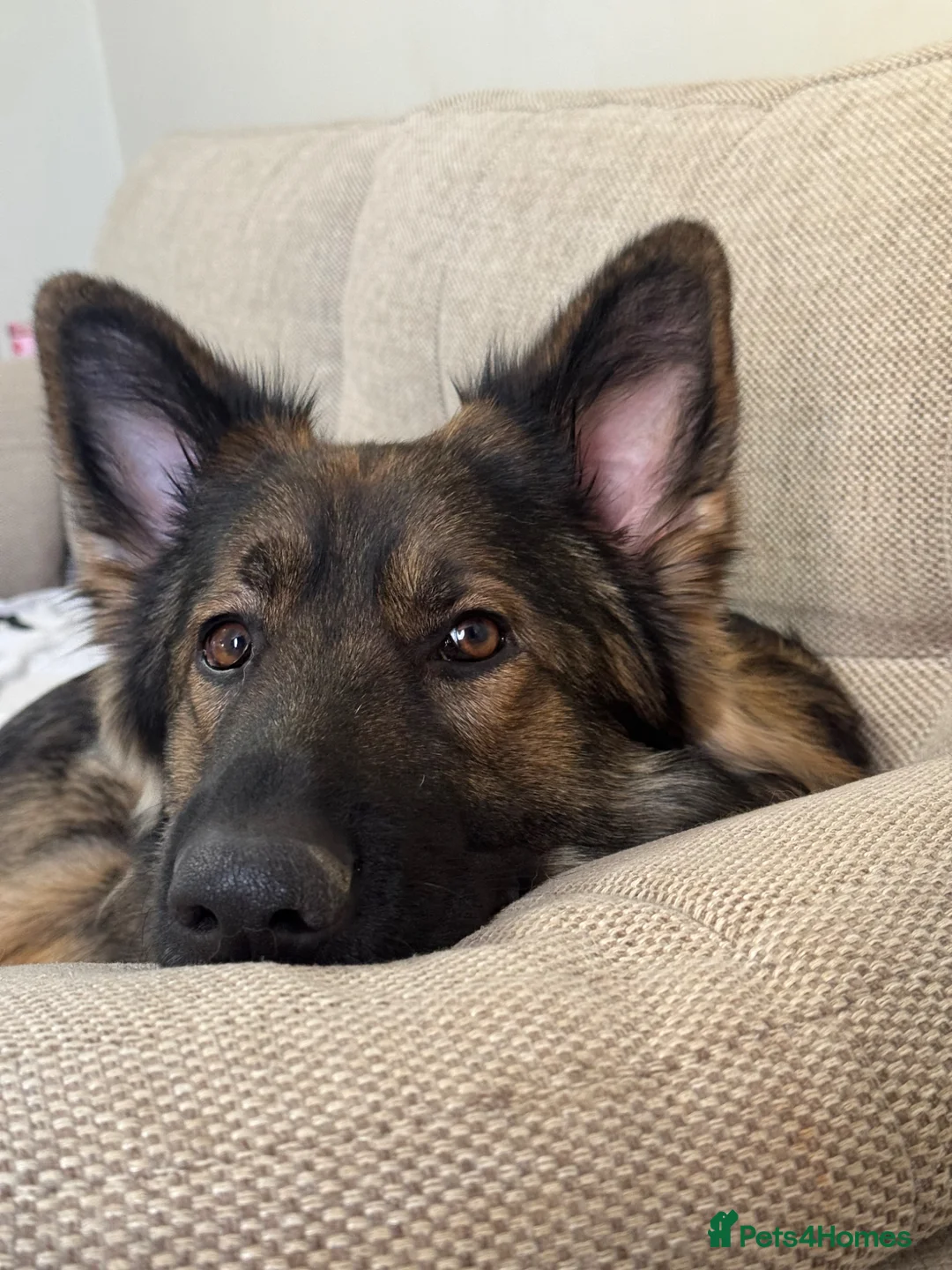 German Shepherd dogs for sale: Loki 2 year old German shepherd  - Advert 1