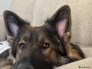 German Shepherd dogs Loki 2 year old German shepherd - Advert 1